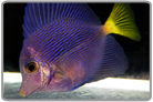 Purple Tang - Captive Bred